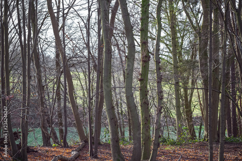 Sherrardspark Wood in Welwyn Garden City  Hertfordshire  England