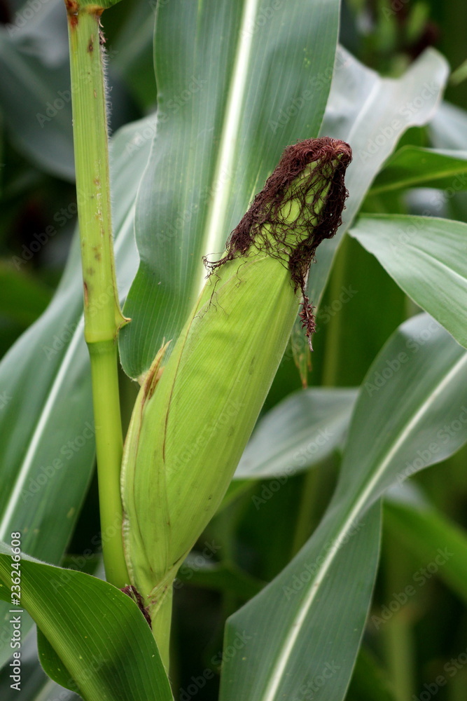 Fresh green corn cob in local cornfield surrounded with thick dark green leaves on warm summer day Fresh green corn cob in local cornfield surrounded with thick dark green leaves on warm summer day
