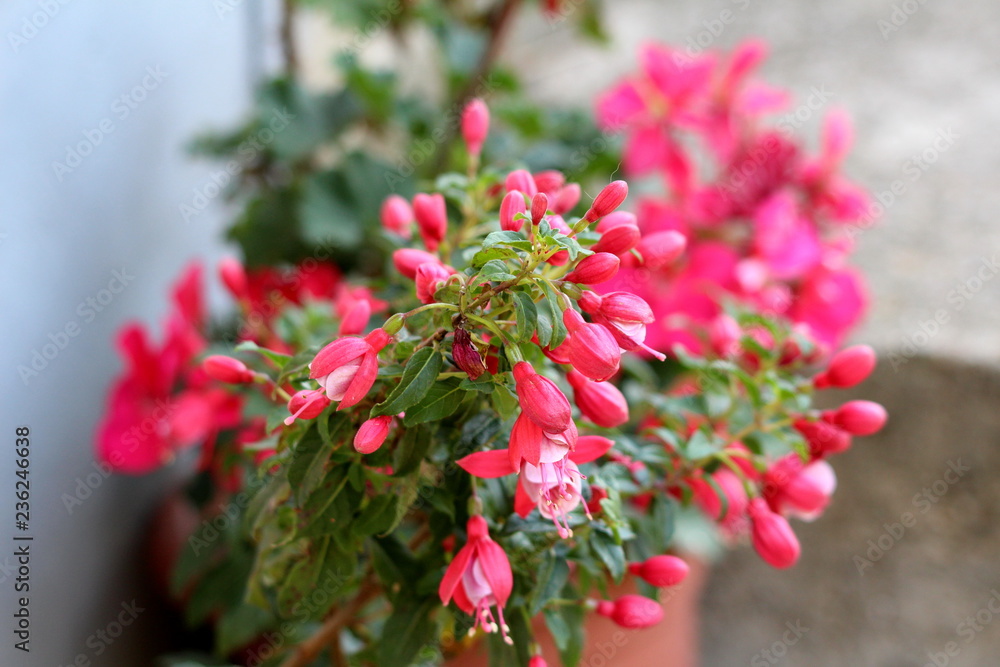 Fuchsia flowering plant growing as tree with dense mostly closed dark pink flowers surrounded with small leaves on grey wall background