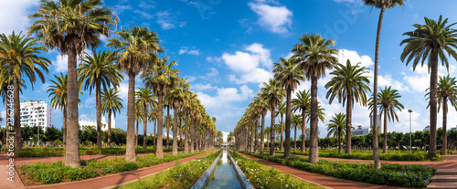 Panorama of Palm trees in The Arab League Park ( Parc de la Ligue Arabe ) in Casablanca, Morocco. Main attraction and beautiful green garden in the center of the city. next to the Cathedral 