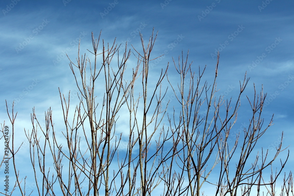 Multiple branches without leaves pointing towards cloudy blue sky on warm sunny spring day Multiple branches without leaves pointing towards cloudy blue sky on warm sunny spring day