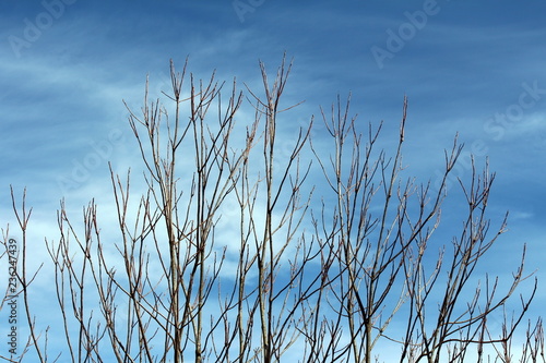 Multiple branches without leaves pointing towards cloudy blue sky on warm sunny spring day