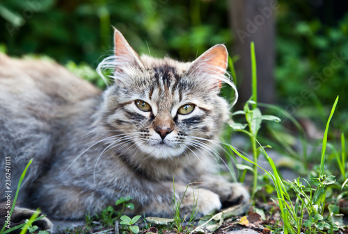 Gray striped furry cat in green grass © annatronova