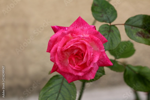 Single fully open rose with white to dark red petals on dark green leaves with brown spots and grey wall background