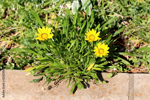 Treasure flower or Gazania rigens half-hardy perennial plants with daisy-like composite flower heads consisting of bright yellow petals with black spots at the base of the ligules photo