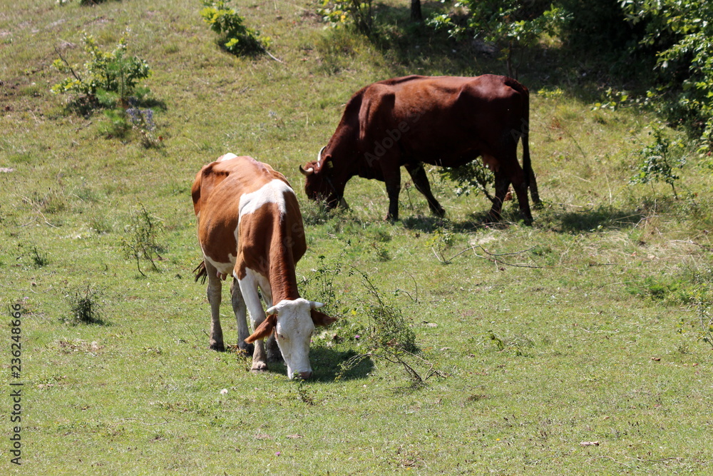 Two cows standing and eating fresh green grass surrounded with small bushes and dense trees in background on warm summer day Two cows standing and eating fresh green grass surrounded with small bushes and dense trees in background on warm summer day