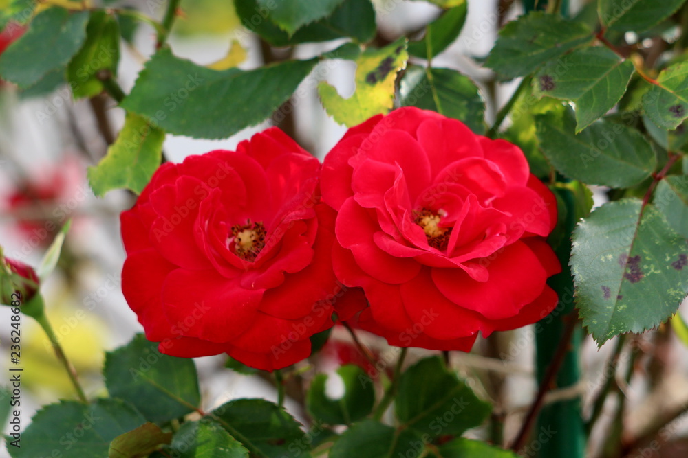 Two fully open blooming red roses with dense petals and yellow center surrounded with dark green leaves on warm summer day