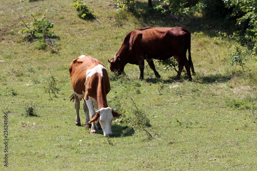 Two cows standing and eating fresh green grass surrounded with small bushes and dense trees in background on warm summer day