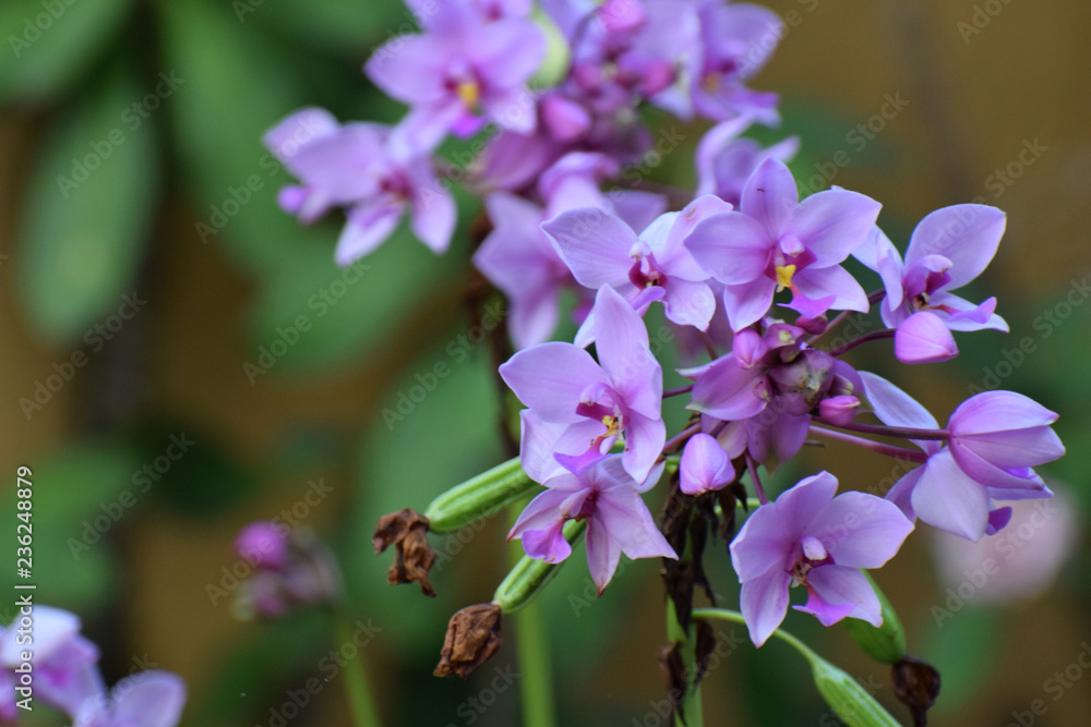 Obraz premium pink flowers