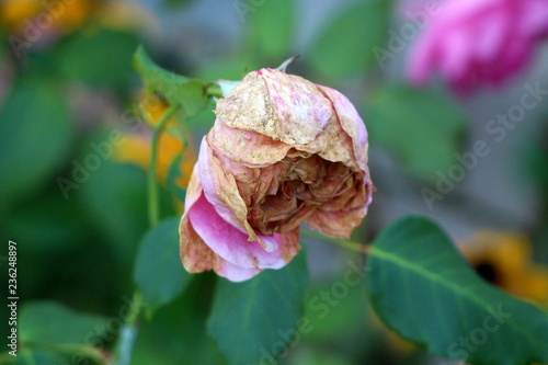 Violet rose with fully closed thick petals starting to wither and fall off with dark green leaves and garden vegetation background