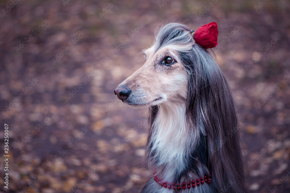 Fototapeta premium Dog, Afghan hound with a flower in a hair and beads, is stylish and fashionable. Dog Fashion Concept