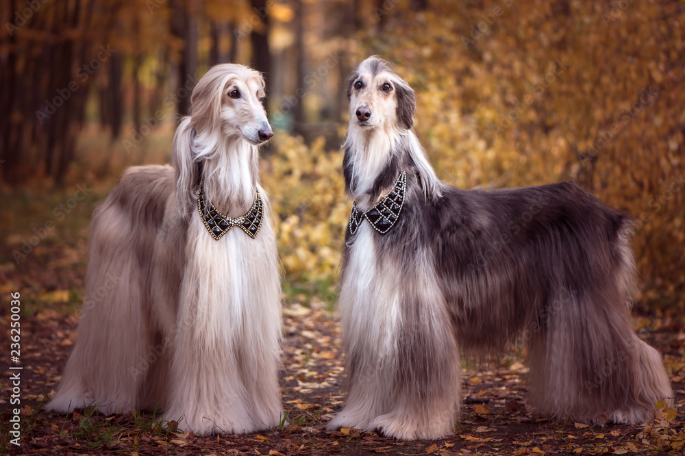 Two magnificent Afghan hounds, similar to medieval lords, with hairstyles and collars.Stylish, gorgeous dogs on the background of the autumn mystical forest Two magnificent Afghan hounds, similar to medieval lords, with hairstyles and collars.Stylish, gorgeous dogs on the background of the autumn mystical forest