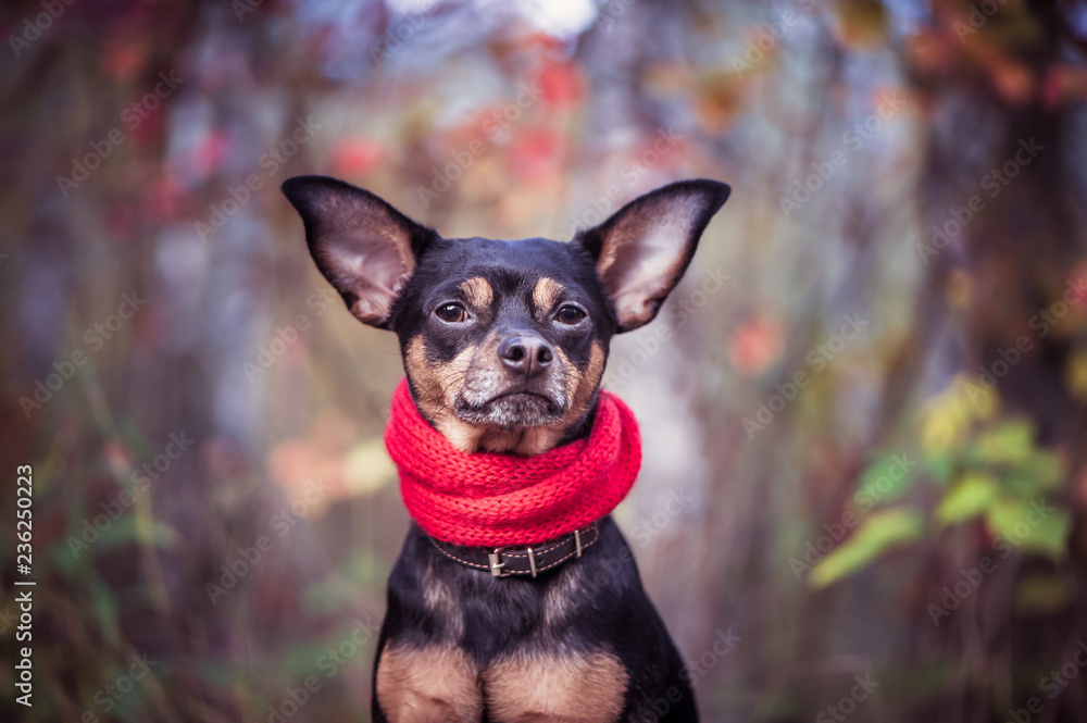 Smart dog terrier with ideal data stands in the autumn forest and looks into the camera.Wearing a red scarf. Picturesque portrait of a dog. Smart dog terrier with ideal data stands in the autumn forest and looks into the camera.Wearing a red scarf. Picturesque portrait of a dog.