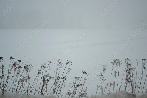 Overcast white winter meditative landscape of the snowy field.
