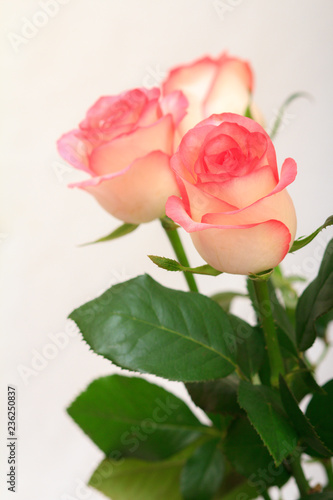 Beautiful pink roses with leaves on the white isolated background.