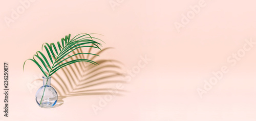 Minimal pure composition with palm leaf in a vase on pastel background.