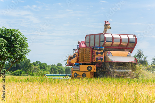 Combine harvester in action on rice field. Harvesting is the process of gathering a ripe crop photo