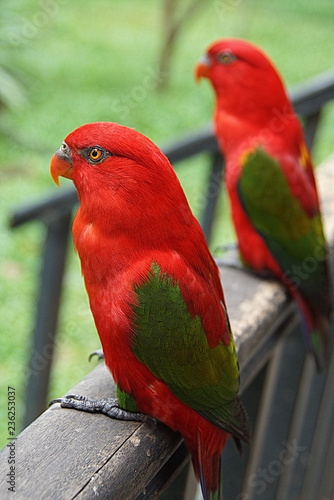 parrots