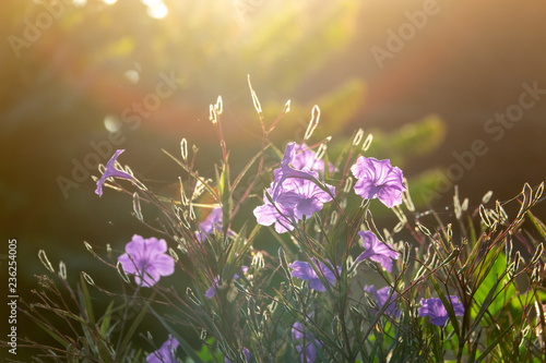 Purple flowers with morning light