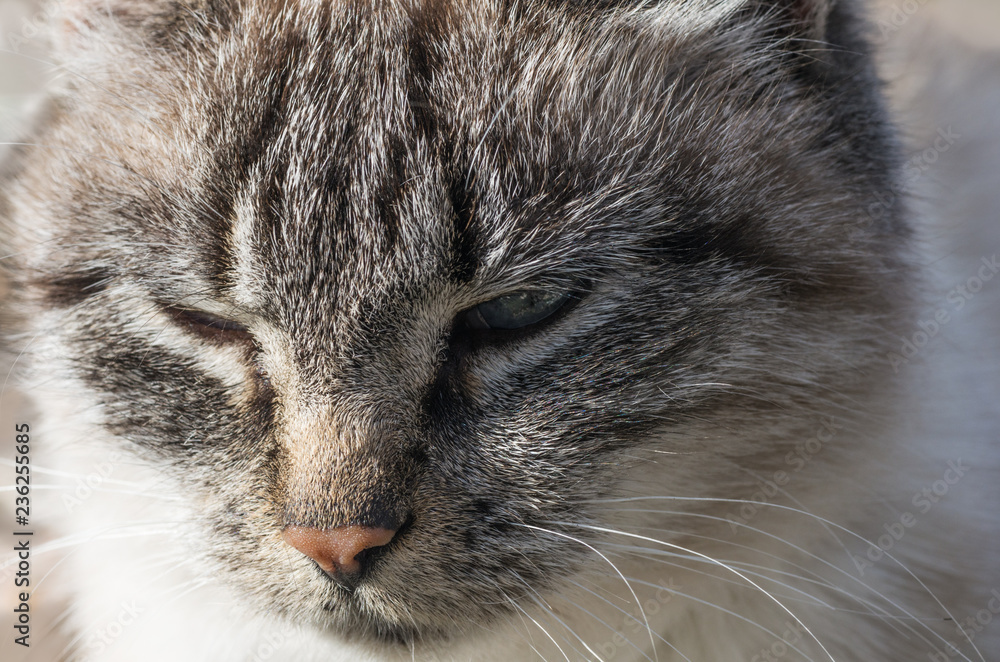 Muzzle of light gray cat, Close-up. Cute pet. Domestic animal