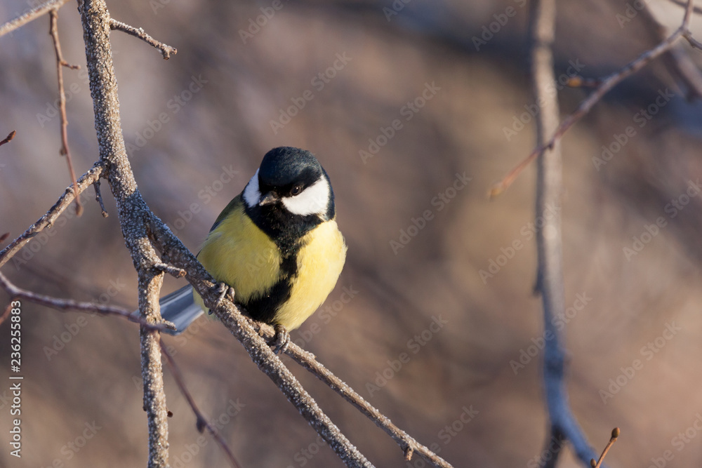 Fototapeta premium Great tit on a frozen branch