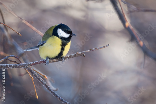 Great Tit on a frozen branch