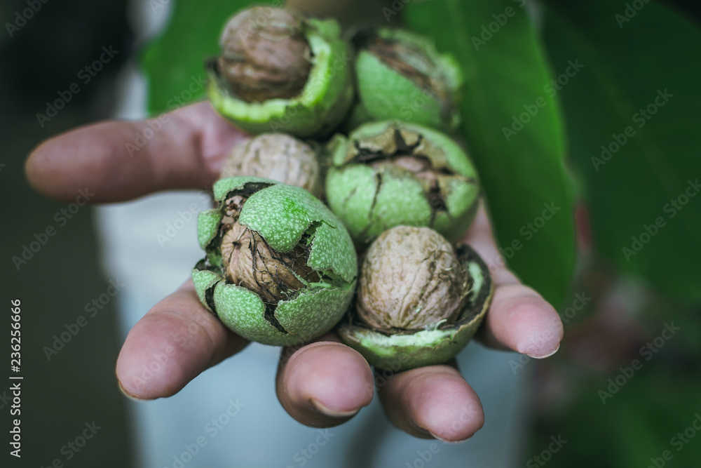 walnuts in hand walnuts in hand