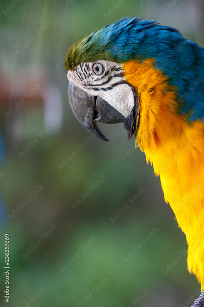 Obraz premium ルリコンゴウインコ
