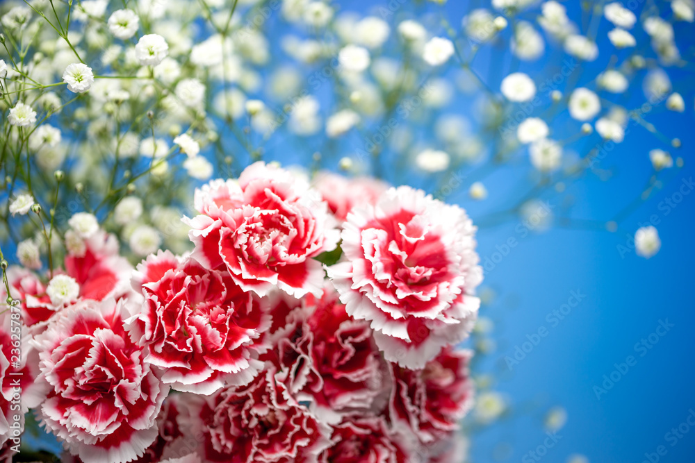 カーネーションの花