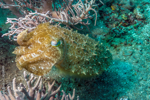 Cuttlefish underwater off the coast of Bali Indonesia photo