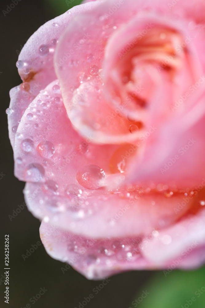 バラの花 バラの花