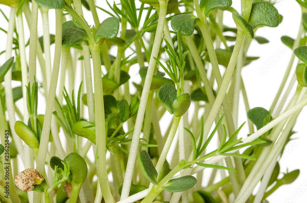 Obraz premium Sweet lupin bean seedlings, front view. Young plants, sprouted from lupin bean kernels, containing toxic alkaloids. Green sprouts and leafs. Lupinus mutabilis. Macro photo on white background.