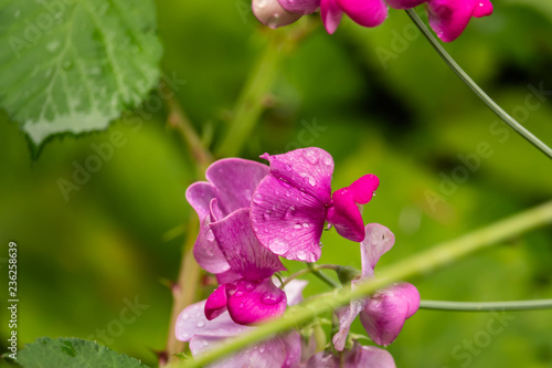 Everlasting Pea Flower in Bloom photo