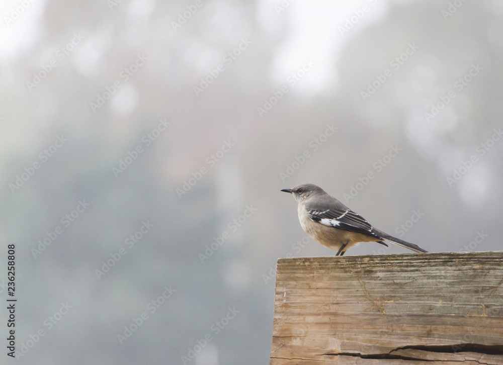 Northern Mockingbird perched on a rustic wooden fence Northern Mockingbird perched on a rustic wooden fence