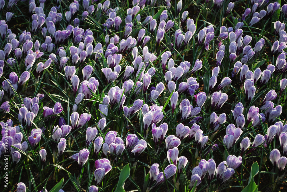 Fototapeta premium Crocus Pickwick grown in the park. Spring time in Netherlands. 