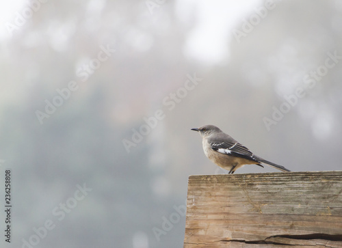Northern Mockingbird perched on a rustic wooden fence