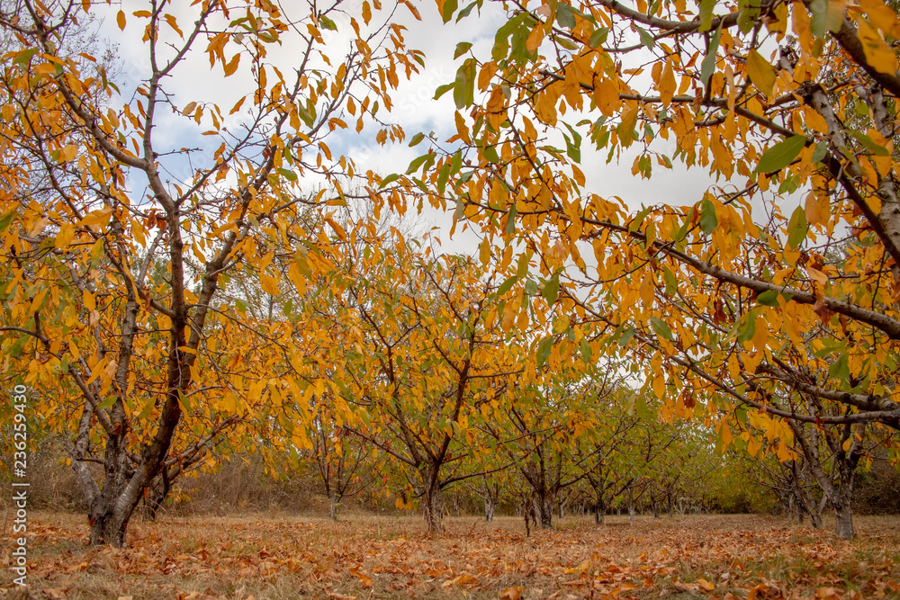 Fruit trees with colorful autumn foliage in the garden. Dry grass with fallen dry leaves Fruit trees with colorful autumn foliage in the garden. Dry grass with fallen dry leaves