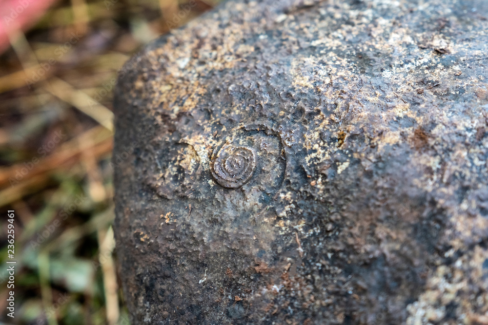 Ammonite fossil ancient shell embedded in stone Ammonite fossil ancient shell embedded in stone