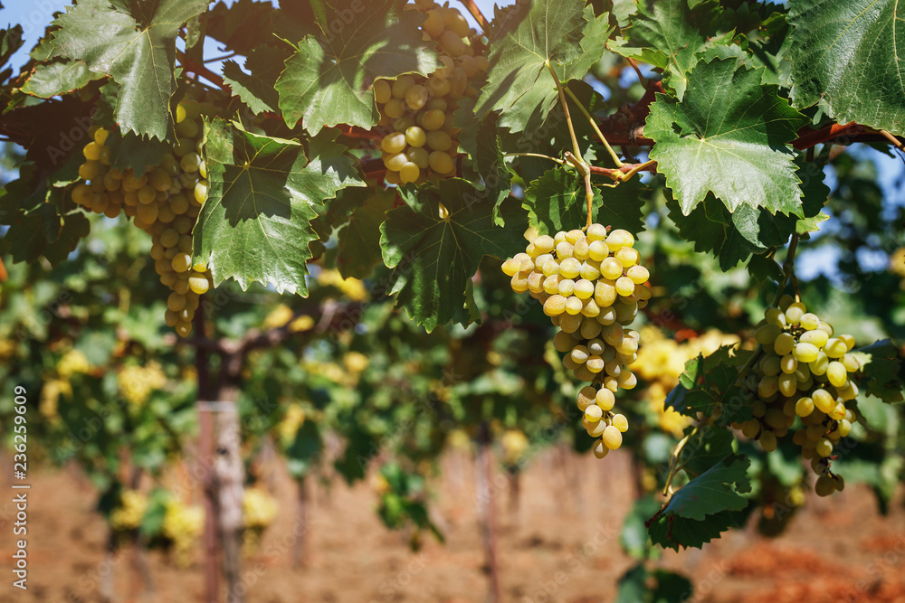 Ripe grapes on the plantation
