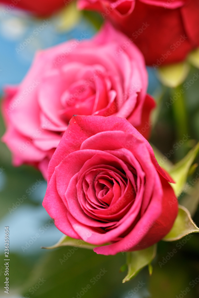 バラの花 バラの花