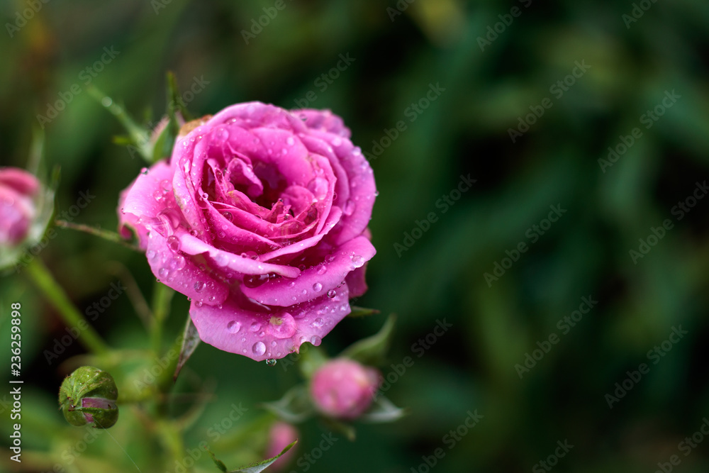 バラの花 バラの花