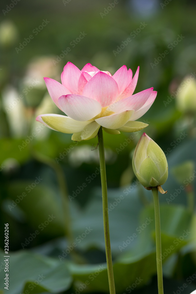 蓮の花 初夏イメージ 蓮の花 初夏イメージ