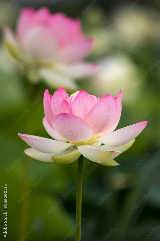 蓮の花 初夏イメージ 蓮の花 初夏イメージ