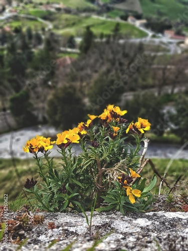 yellow flowers in garden