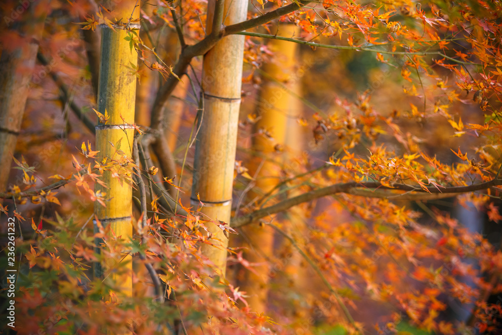 Obraz premium 紅葉と竹林