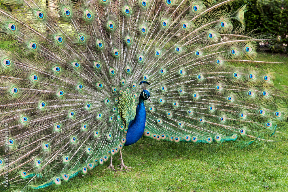 Obraz premium A Peacock in Holland Park in London, England