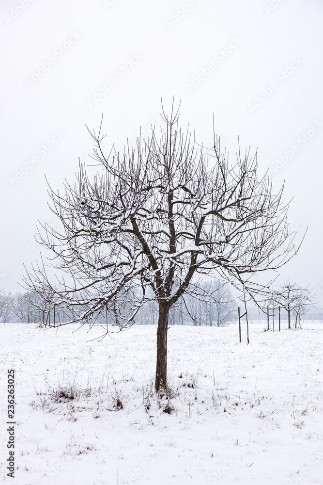 Fototapeta premium Winterlandschaft mit Baum 