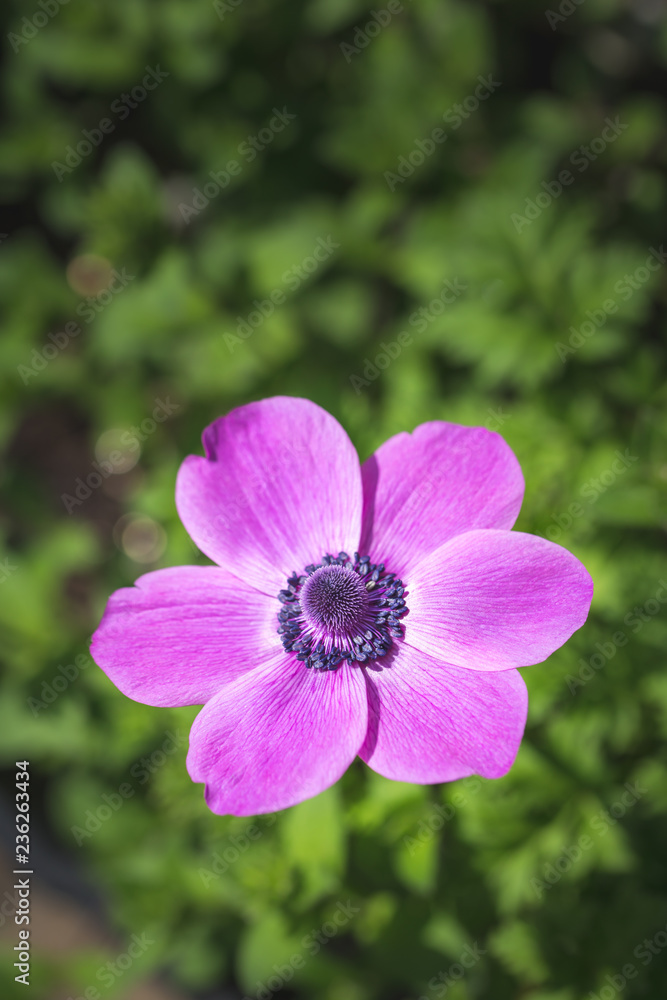 アネモネの花 アネモネの花