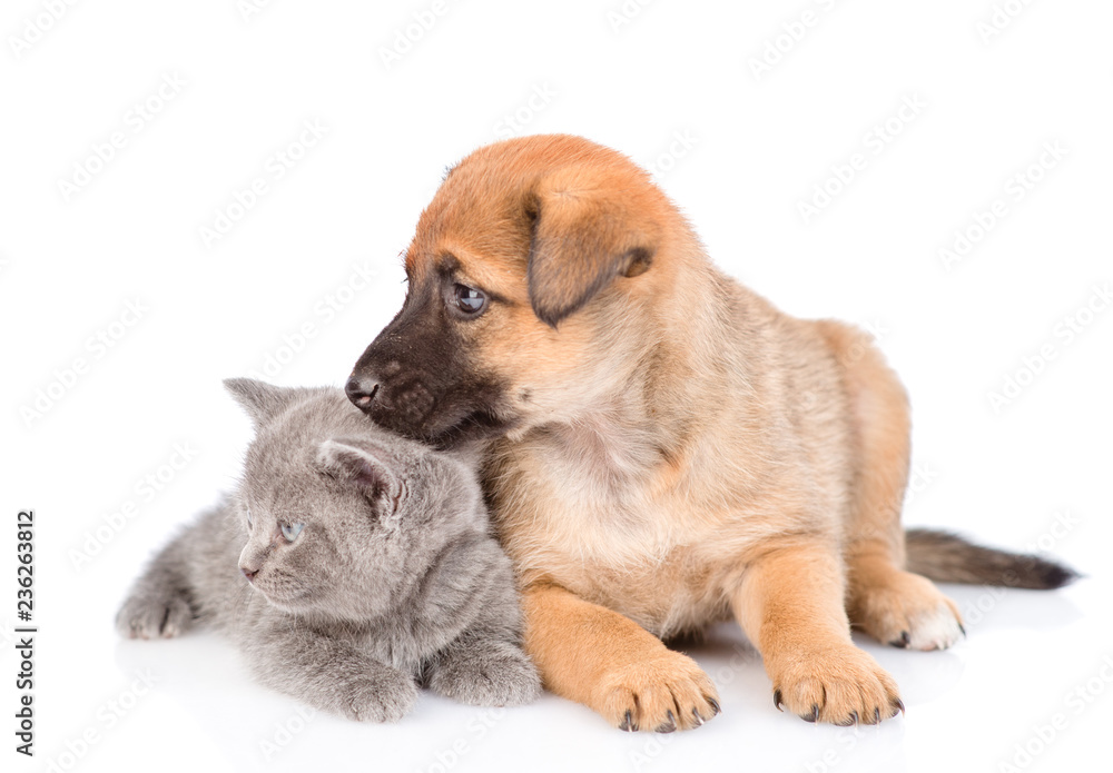 puppy and little kitten lying together and looking away. isolated on white background puppy and little kitten lying together and looking away. isolated on white background