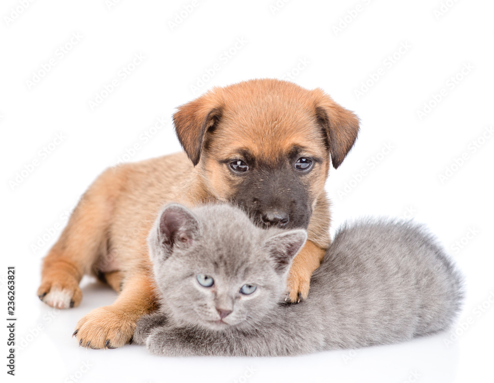Fototapeta premium Mongrel puppy hugging kitten and looking at camera. Isolated on white background